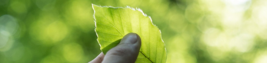 Fingertips holding leaf